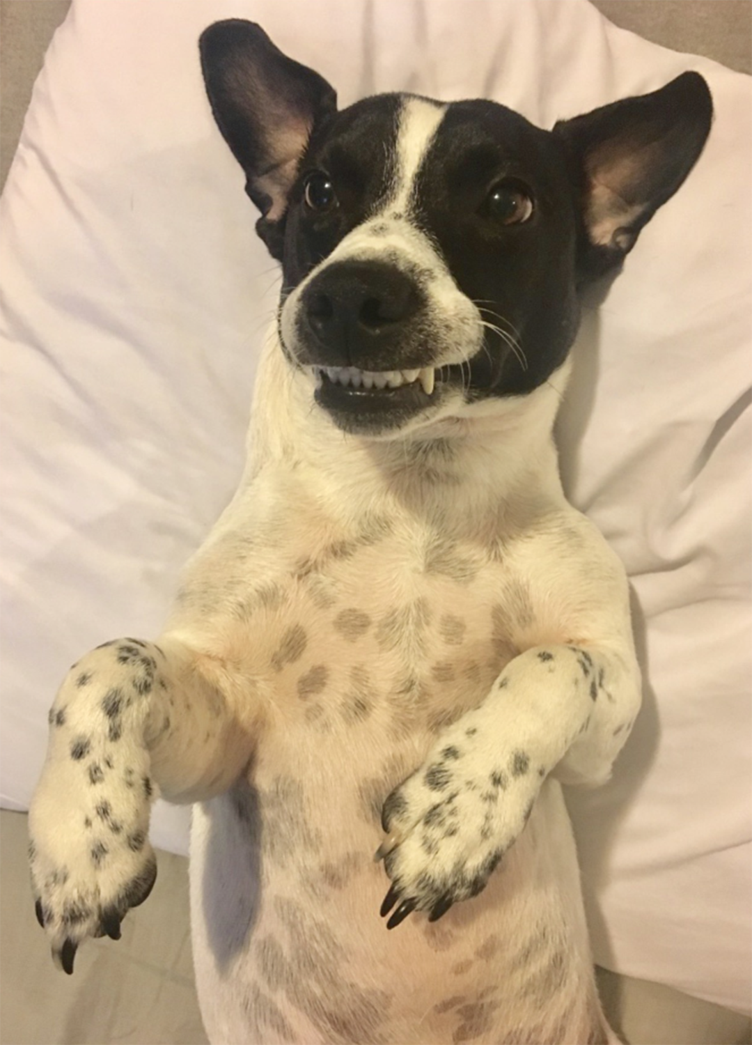 Pic of the Litter: Bruizer